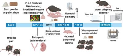 Significant Effects of Maternal Diet During Pregnancy on the Murine Fetal Brain Transcriptome and Offspring Behavior